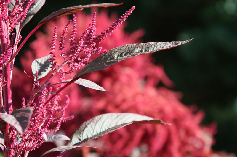 All the Dirt on Gardening: Amaranth beautiful, edible